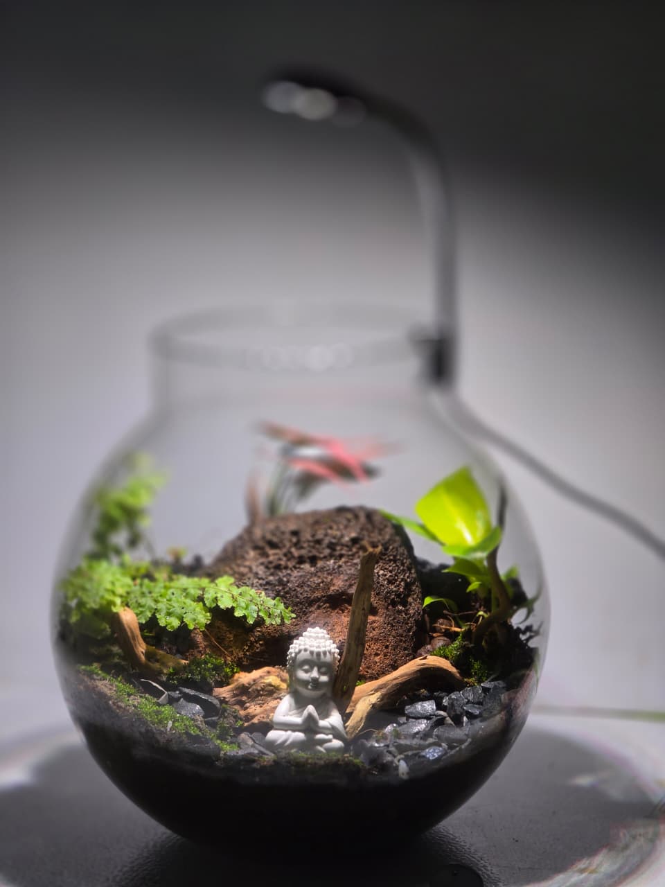 Terrariums